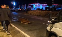 Nevşehir'de aracın çarptığı atın ayağı kırıldı