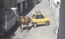 Nevşehir’de Ahırdan Kaçan Kızgın Boğa Araca Saldırdı (Video)