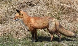 Tilkiler Nevşehir’de Mahalleleri Mesken Tuttu