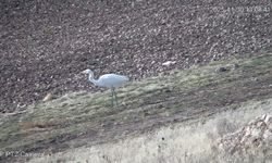 Nevşehir Akpınar Köyü Akbalıkçıl Kuşlarını Ağırlıyor