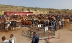 Nevşehir Hayvan Pazarı Geçici Olarak Kapatıldı