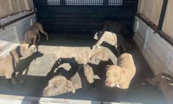 Nevşehir'de "yasaklı ırk" 8 köpek koruma altına alındı