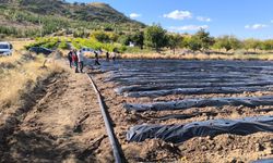Nevşehir’de Çilek Bahçeleri Kuruldu, Üretim Başlıyor