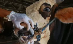 Nevşehir’de Şap Hastalığı Çiftçileri Endişelendiriyor