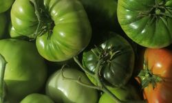 Nevşehir'de Ücretsiz Ata Tohumu Dağıtacak