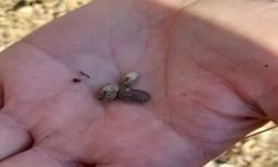 Nevşehir’de Süne Alarmı: Kışlak Sürveyleri Başladı