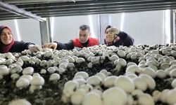 Nevşehir Gülşehir’de Mantarcılık İşletmesine KKYDP Desteği