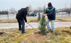 Avanos’ta Yeşil Seferberlik: Bir Günde 2 Bin Ağaç Toprakla Buluştu
