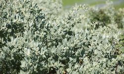 Nevşehir’de Bir İlk: Hacıhalilli Köyüne Tuz Çalısı Dikilecek