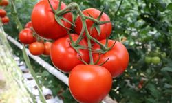 Bu Domatesler Kozaklı’da Jeotermal Serada Yetişiyor