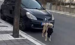 Nevşehir'de Sokak Köpeği Çaldığı Havluyu Poğaça Karşılığı İade Etti