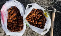 Meşe Palamudunun Şaşırtan Faydaları