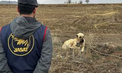 Nevşehir’de Köpek Dövüşüne Jandarma Baskını