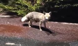 Nevşehir'de Aç Kalan Tilkinin İmdadına Hastane Görevlisi Yetişti