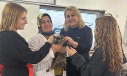 Nevşehir'de Yaralı Kedi Ameliyatla Sağlığına Kavuştu