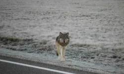 Nevşehir Uçhisar’da Kurtlar Cep Telefonu Kamerasına Yansıdı