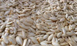 Dünyaca Ünlü Ürgüp Sivrisi TRT Belgesel’de Tanıtılıyor