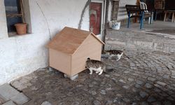 Nevşehir İbrahimpaşa Köyü’nde Kediler İçin Kulübe Yapıldı