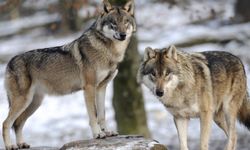 Nevşehir'de Kurtlar Köyün İçine İndi! O Anlar Kamerada