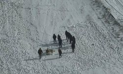 Nevşehir’de Köpek Dövüşüne Jandarma Baskını