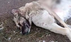 Nevşehir’de Aç Kurtlar Kangal Köpeğini Parçaladı