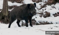 Nevşehir Avanos’ta Domuz Sürüsü Köye İndi