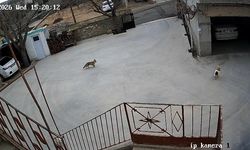 Nevşehir'de tilki onlarca tavuğu telef etti