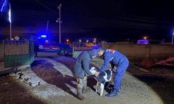 Nevşehir’de Büyükbaş Hayvan Hırsızlığı Aydınlatıldı: 5 Şüpheli Tutuklandı