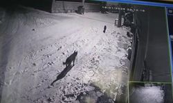 Nevşehir'de Aç Kalan Kurtlar Acıgöl Merkezine İndi