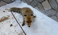 Nevşehir'de Yaralı Bulunan Tilki Koruma Altına Alındı