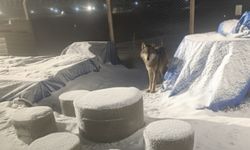 Nevşehir'de güneş enerji santralinde kurt görüntülendi