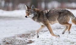 Nevşehir’de Aç Kalan Kurt Şehir Merkezine İndi