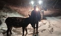 Ürgüp’te Başka Köyden Terk Edilen Eşeğe Muhtar Sahip Çıktı