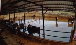 Nevşehir'de Ağılı Su Bastı Hayvanlar Mahsur Kaldı