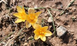 Nevşehir’de Baharın Müjdecisi Çiğdemler Açtı