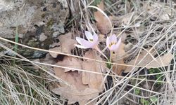 Nevşehir’de Baharın Müjdecisi Kardelenler Erken Açtı