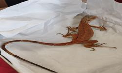 Nevşehir’de Evde İguana Besledi, 15 Bin TL Ceza Yedi