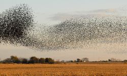 Nevşehir'de Gökyüzünü Bulut Gibi Kapladılar