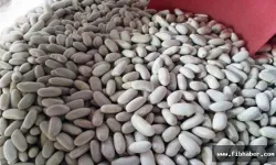 Nevşehir’de 2026 Yılı Kuru Fasulye Destekleri Açıklandı