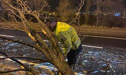 Nevşehir Avanos'ta Fırtına Ağaç Devirdi, Karayolu Trafiğe Kapandı