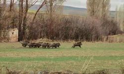 Nevşehir'de Yaban Domuz Sürüsü Görüntülendi | VİDEO İZLE