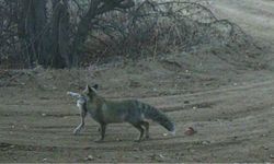 Kapadokya’nın Yaban Hayatı Fotokapanlarla Görüntülendi