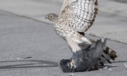 Nevşehir’de Görüntüleri Şaşırttı: Aç Kalan Şahin Güvercine Saldırdı