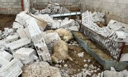 Nevşehir'de fırtına yüzünden çatı uçtu, 12 koyun telef oldu