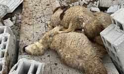 Nevşehir'de fırtına yüzünden çatı uçtu, 12 koyun telef oldu