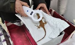 Nevşehir’de Kaçak İguana Koruma Altına Alındı
