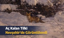 Aç Kalan Tilki Nevşehir’de Görüntülendi