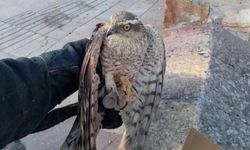 Nevşehir'de yaralı kerkenez kuşu koruma altına alındı