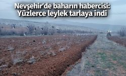 Nevşehir’de Yüzlerce Leylek Patates Tarlasına İndi
