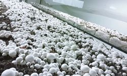 Ürgüp Sofular Köyü’nde Aylık 60 Ton Hitit Mantarı Üretiliyor